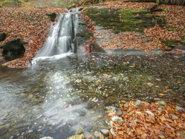 Bulgaristan 'ın Balkan Dağları' ndaki sonbahar ormanı. Kasım. Asırlık ağaçların yaprakları toprağı kapladı..