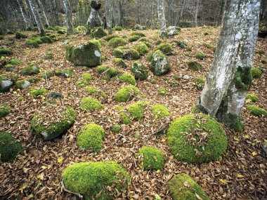 Bulgaristan 'ın Balkan Dağları' ndaki sonbahar ormanı. Kasım. Asırlık ağaçların yaprakları toprağı kapladı. Taşlar yeşil yosunlarla kaplı..