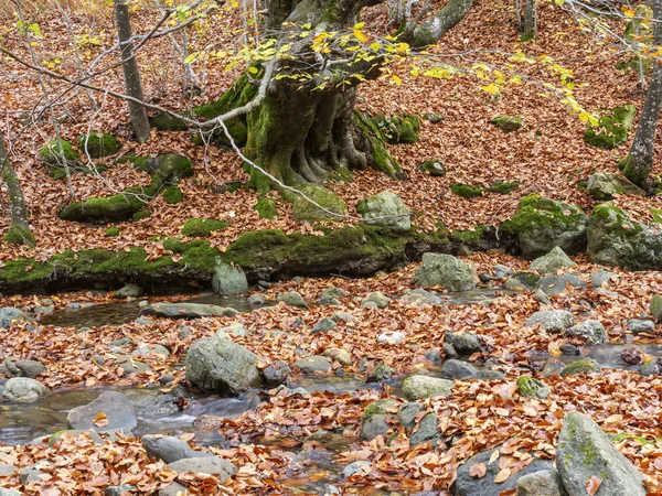 Floresta Outono Nas Montanhas Balcânicas Bulgária Novembro Folhas Caídas Árvores — Fotografia de Stock