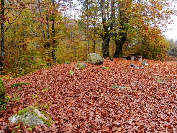 Picknickplats Stara Planina Bulgarien Hösten November Fallna Löv Från Sekelgamla — Stockfoto