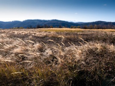 Dağda sonbahar çayırı. Uzun sarı otlar rüzgarda hareket eder..