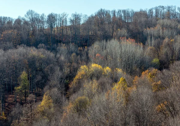 Forêt Automne Dans Montagne Bout Des Arbres Les Feuilles Sont — Photo