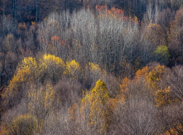 Herbstwiese Berg Hohe Gelbe Gräser Bewegen Sich Wind — Stockfoto