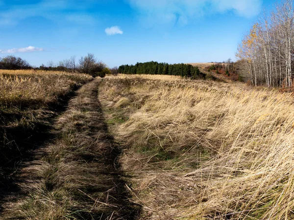 Pré Automne Dans Montagne Grandes Herbes Jaunes Déplacent Dans Vent — Photo