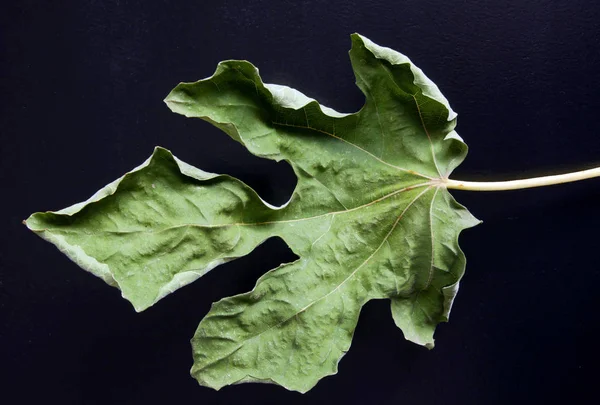 Feuille Figuier Sèche Sur Fond Noir — Photo