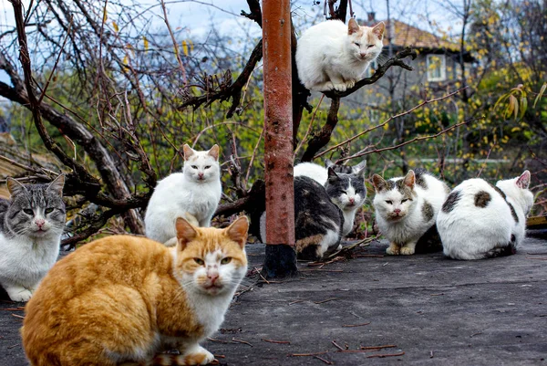 Parlement Cat Siège Huit Chats Sont Assis Sur Toit Garage — Photo