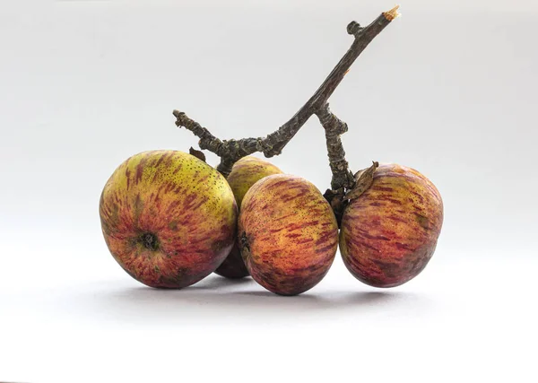 安静的生活 四颗野生苹果折断了的枝条 白色背景的秋天水果 — 图库照片