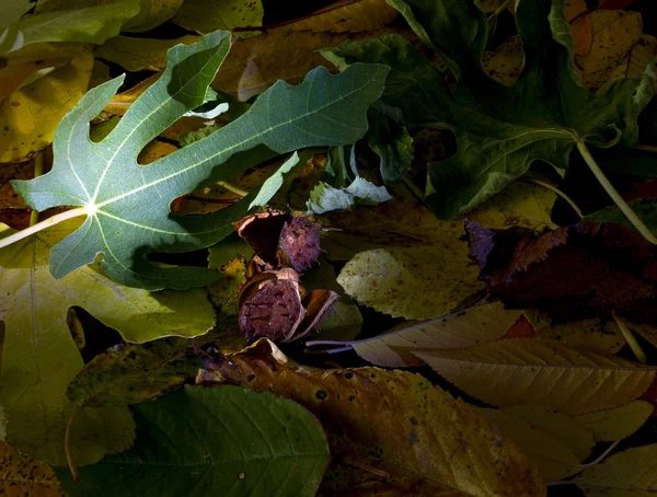 Green fig leaf in the background of fallen and yellowed autumn leaves and chestnut peels. Contrast of youth and old age.