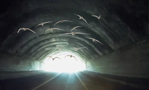 Bando Pássaros Voa Para Túnel Contra Luz Paisagem Surreal Colagem — Fotografia de Stock