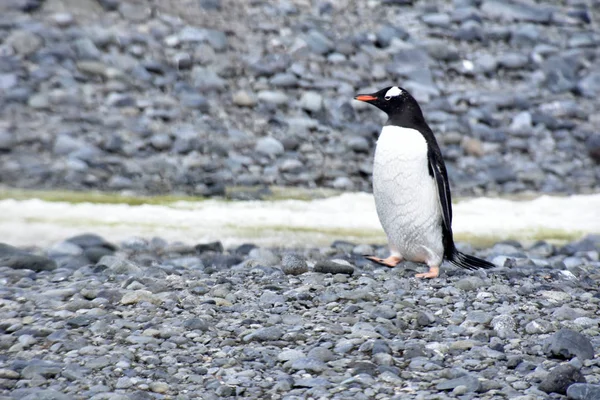 Pinguins em antártica — Fotografia de Stock