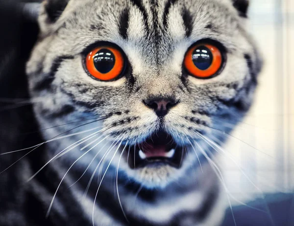 Öfkeli şok kedi bak