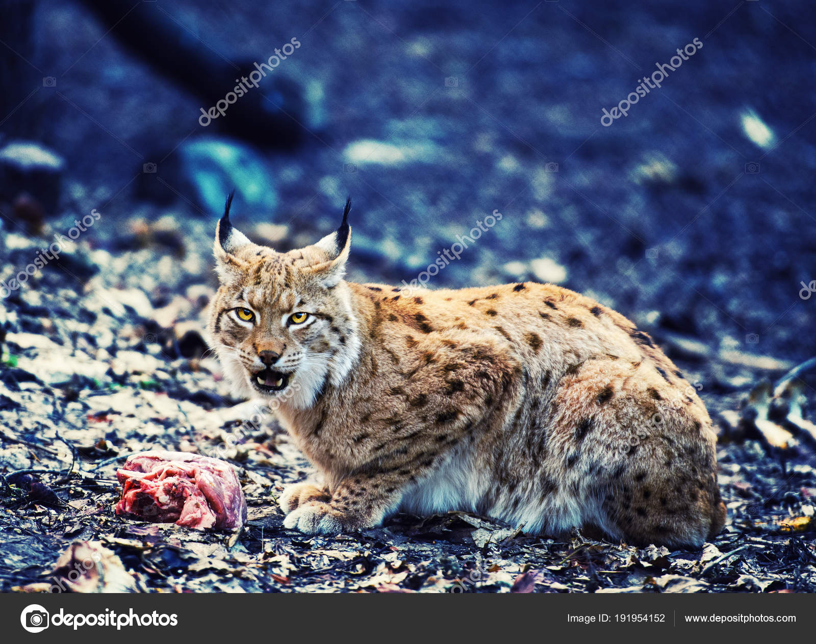 туркестанская рысь. канадская рысь бобкэт. евроазиатская (обыкновенная) рысь. обыкновенная рысь. рысь охотится.