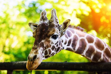 Doğadaki sevimli zürafanın manzarası.