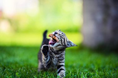 Şirin kedi, seçici odaklanma.