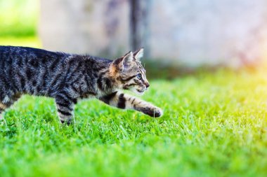 adorable tabby kitten outdoors