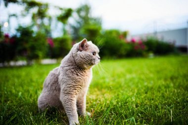 Yeşil çimenlikteki sevimli kedi