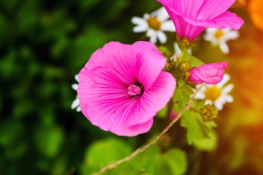 güzel bahar çiçekleri arka plan