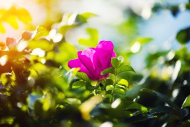 Hipshop, pembe rose hips, briar çiçeklenme, köpek rose, güzel çiçek.