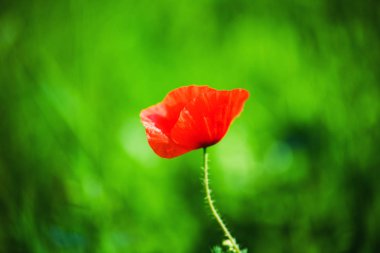 Gün batımında kırmızı gelinciklerin güzel tarlası