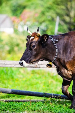 İnekler yeşil bir alanda otluyor.