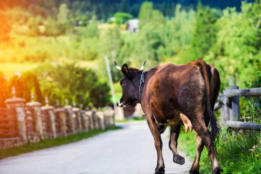 İnek yola çıkıyor, meradan eve dönüyor.