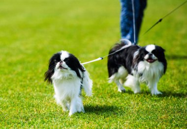 Yeşil çimenlerin üzerinde mutlu köpek
