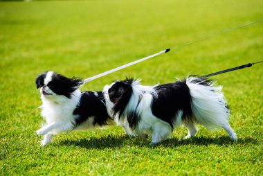Yeşil çimenlerin üzerinde mutlu köpek