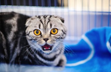 Şirin kedi, seçici odaklanma.