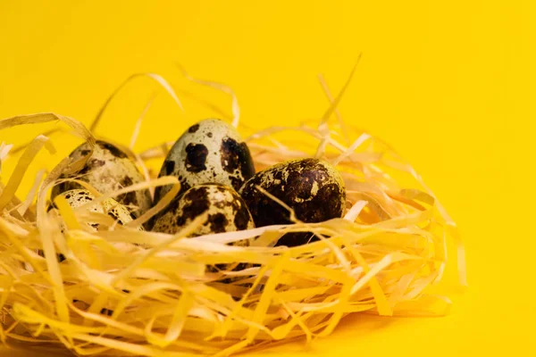 Ovos de codorna em um ninho em um fundo amarelo. Concepção de alimentos saudáveis — Fotografia de Stock