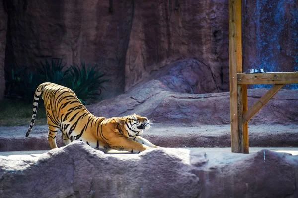 Красиві тигр — стокове фото