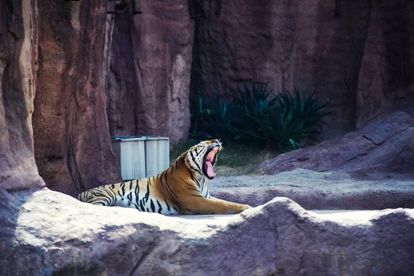 Retrato de tigre hermoso — Foto de Stock