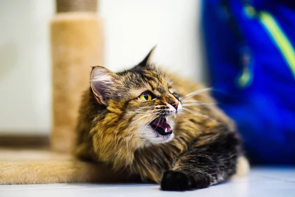 Милий Кіт Вибірковий Фокус — стокове фото