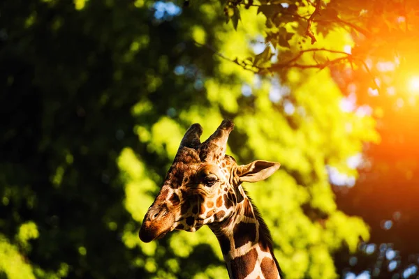 scenic view of cute giraffe at nature