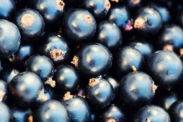 Heap Svarta Vinbär Texturerad Bakgrund — Stockfoto