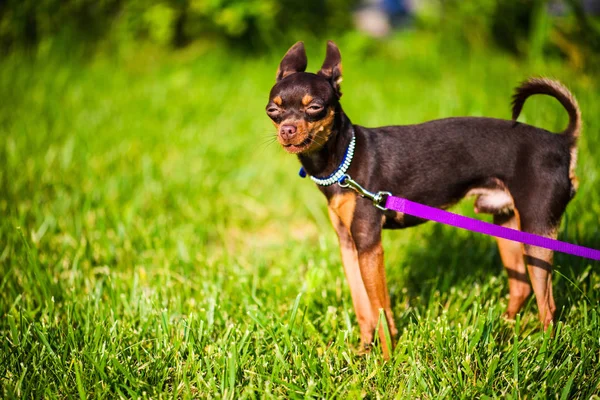 Rolig Liten Hund Med Koppel Halsen Stående Ett Grönt Gräs — Stockfoto