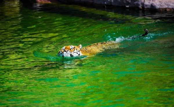 Tigre Nadando Água Pura — Fotografia de Stock