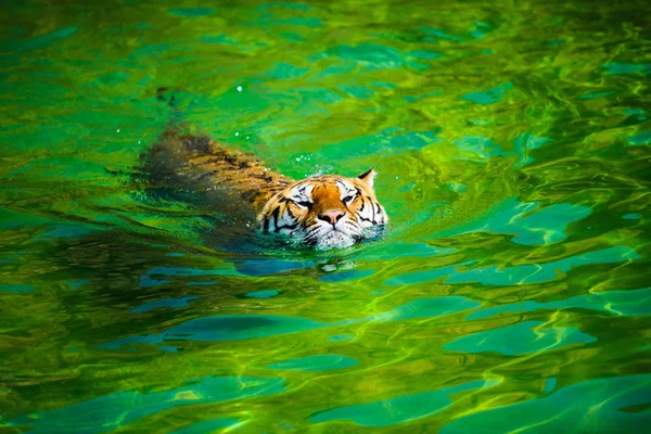 Tiger Swimming Pure Water — Stock Photo, Image