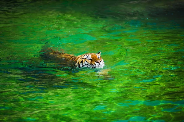 Tigre Nageant Dans Eau Pure — Photo