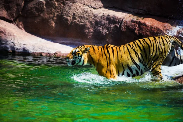 Tigre Nageant Dans Eau Pure — Photo