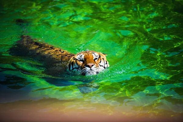 순수한 물에서 호랑이 — 스톡 사진