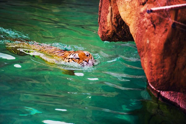 Tigre Nageant Dans Eau Pure — Photo