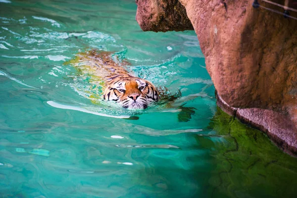 Zwemmen Zuiver Water Tijger — Stockfoto