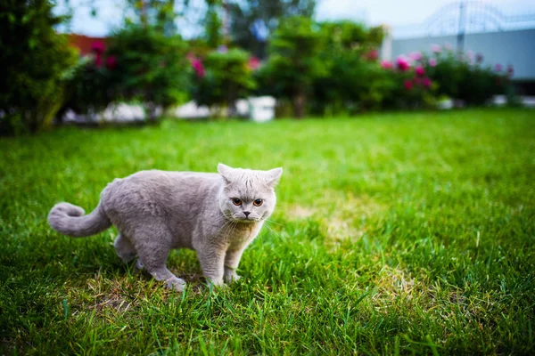 Cute cat on green grass