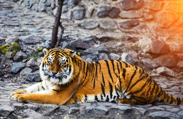 Bella Tigre Amur Sullo Sfondo — Foto Stock