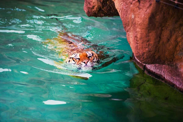 Tigre Nageant Dans Eau Pure — Photo