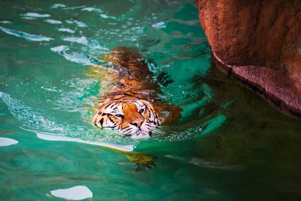 Tigre Nadando Agua Pura — Foto de Stock