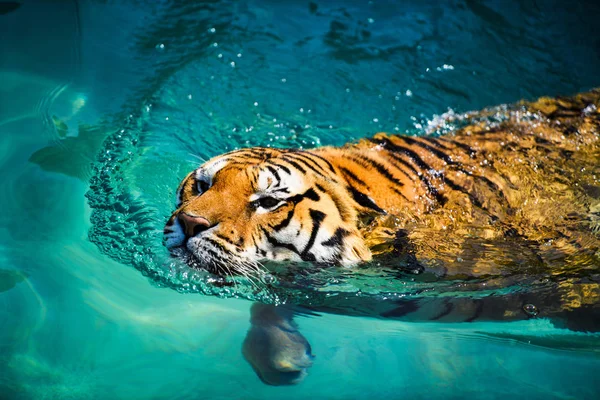 Tiger Schwimmt Reinem Wasser — Stockfoto