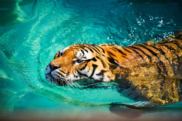 Tigre Nageant Dans Eau Pure — Photo