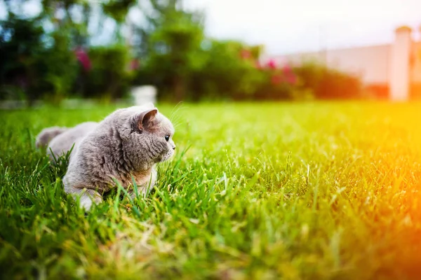 Sladká Kočka Zelené Trávě — Stock fotografie