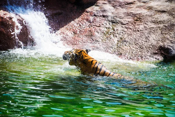 Тигр Плавает Чистой Воде — стоковое фото